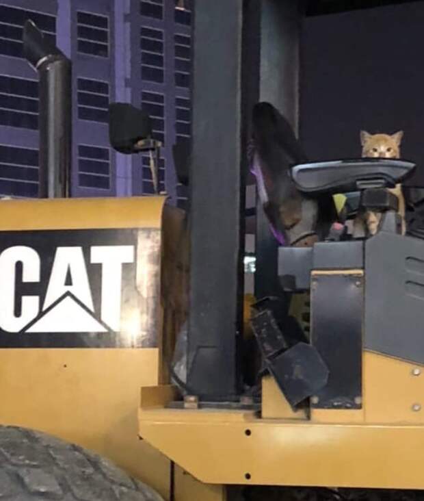 Кот и "Cat"