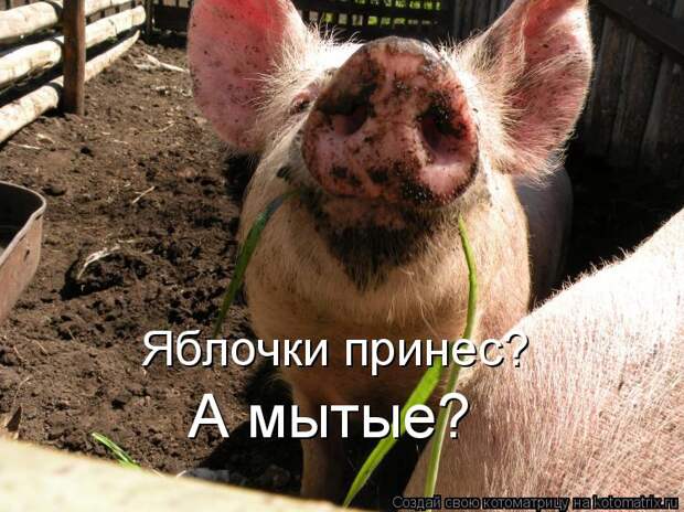 Котоматрица: Яблочки принес?  А мытые?