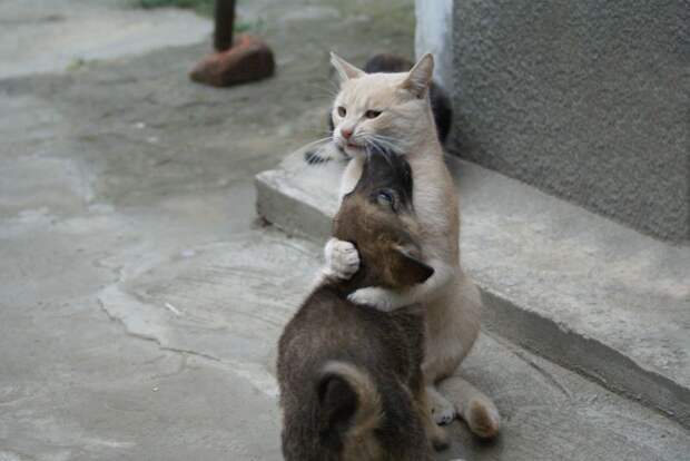 http://www.funpics86.ru/albums/New_01/normal_Koshka-obnimaet-sobaku.JPG