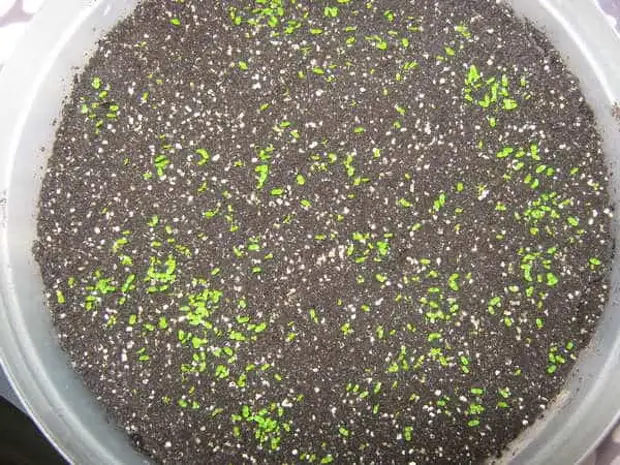 Как выглядят семена глоксинии фото