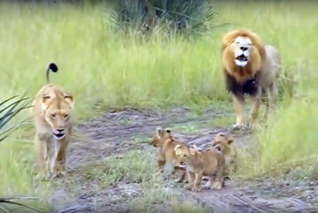 Лев обучает своих детёнышей как правильно рычать