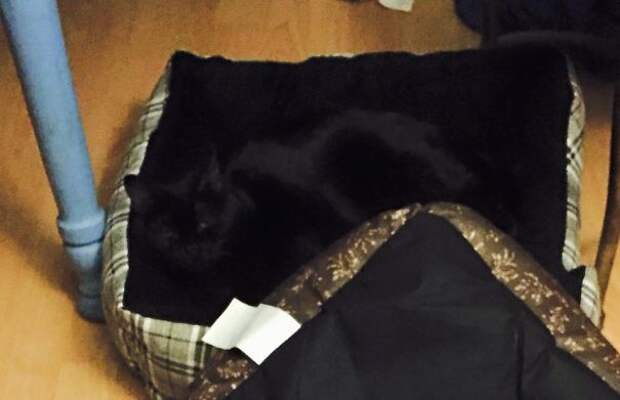 find-hidden-cat-camouflage-hide-and-seek-catouflage-125-5836a4894450b__605