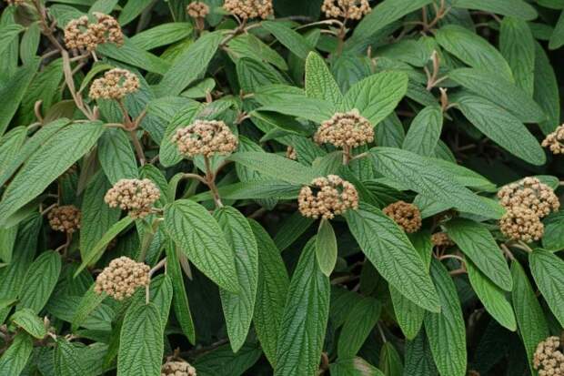 Калина морщинистолистная (Viburnum rhytidophyllum)