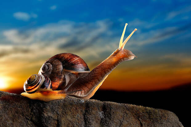 Snails At Sunset Snails At Sunset
