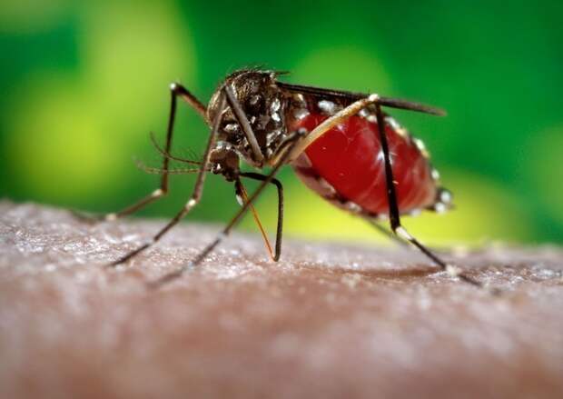 Лихорадка денге болезни, интересное, эпидемии