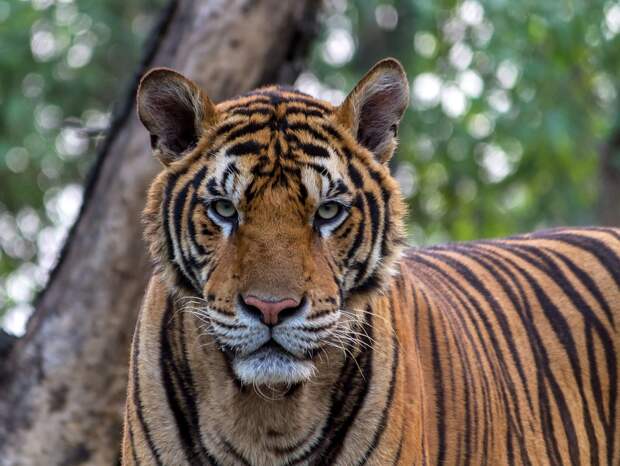 В Индии тигрица поймала крокодила и накормила им тигрят