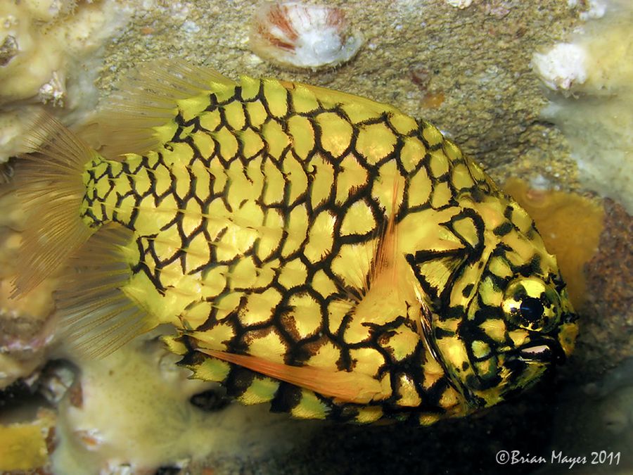 Австралийский шишечник (Cleidopus gloriamaris) 
