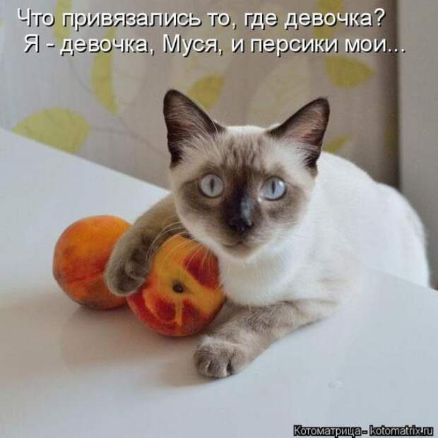 Котоматрицы(картинки с надписями)