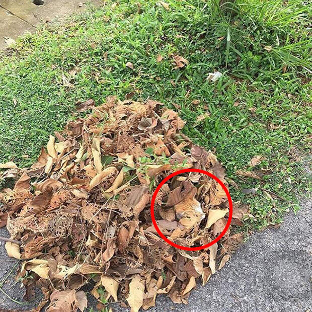 find-hidden-cat-camouflage-hide-and-seek-catouflage-163