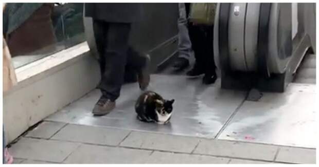 В Турции невозмутимый кот заблокировал выход с эскалатора видео, животные, кот, прикол, стамбул, эскалатор, юмор