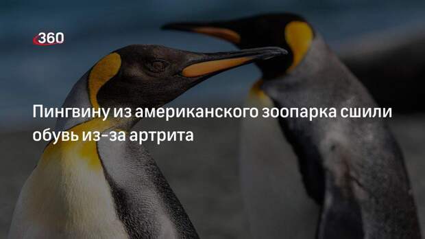 Пингвину из американского зоопарка сшили обувь из-за артрита