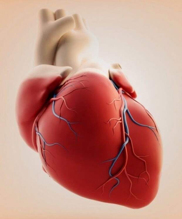 15 невероятных фактов о человеческом сердце, которые поразят вас