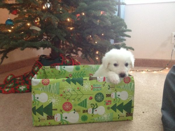 Great Pyrenees | It's Dog or Nothing