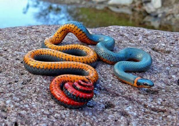 Змея из семейства ужеобразных, которая для человека не представляет никакой опасности.