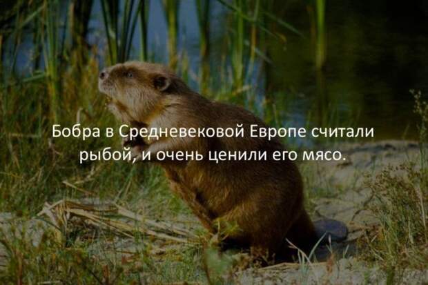 Интересные факты для любознательных