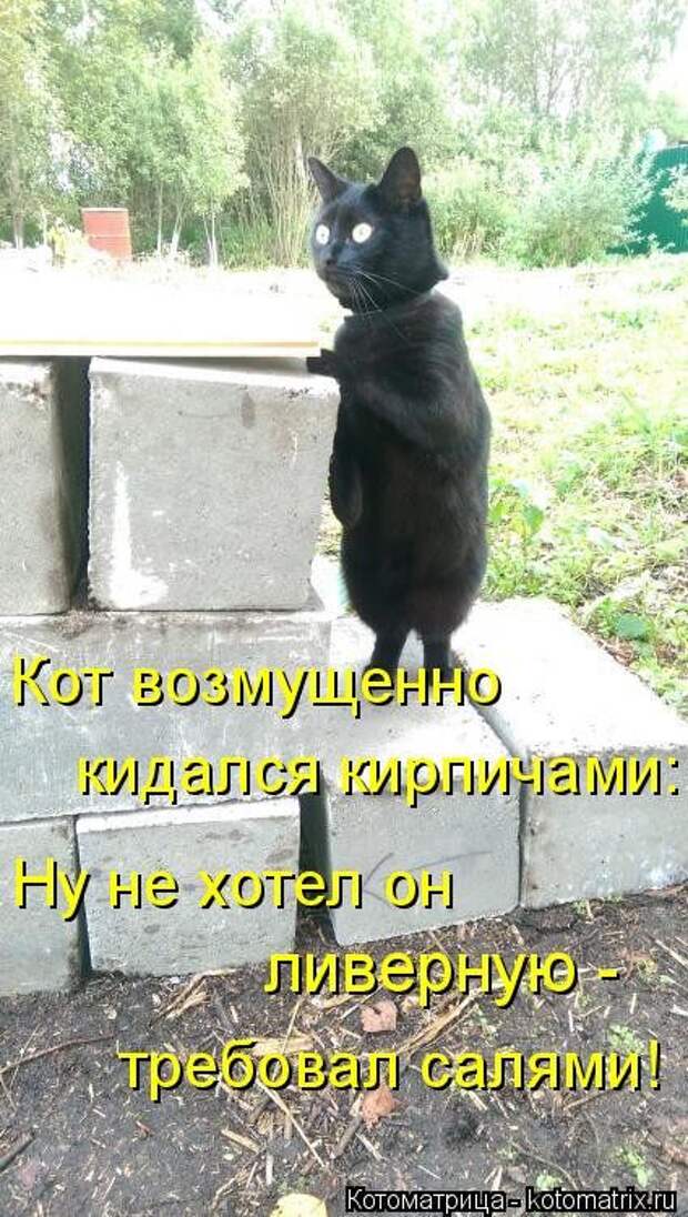 Самые свежие котоматрицы
