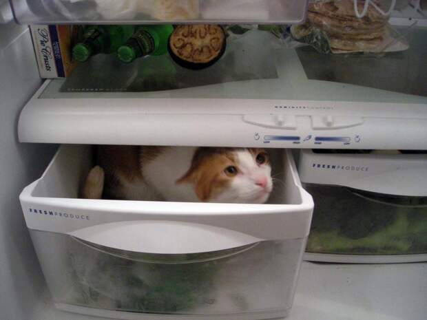 catfridge14 Коты в холодильниках