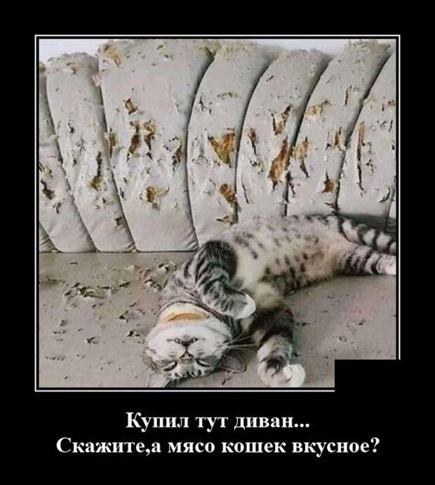 Демотиватор про кота