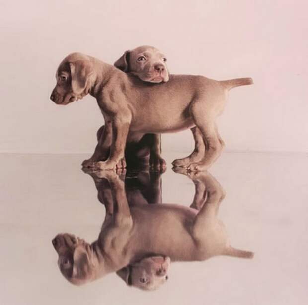 William Wegman - Man Ray