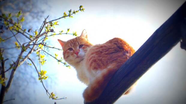 весенний кот природа утро на заборе