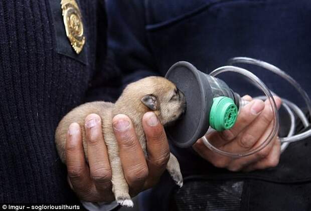 Команда с помощью кислородной маски спасает крохотного щенка герои, животные, несчастный случай, опасность, спасатели, спасение, уважение, фото