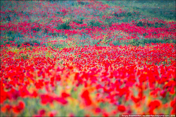 Crimean poppies / Крымские маки