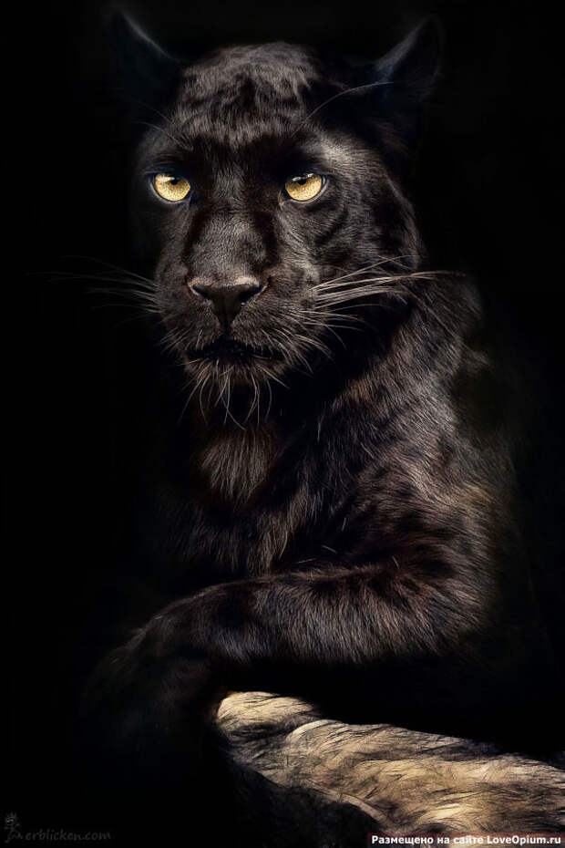 Портреты животных