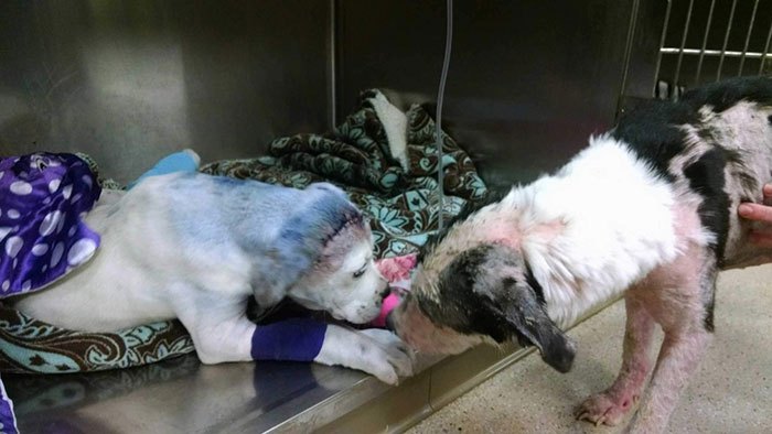 rescue-dog-comforts-pup-surgery-sammie-simon-1