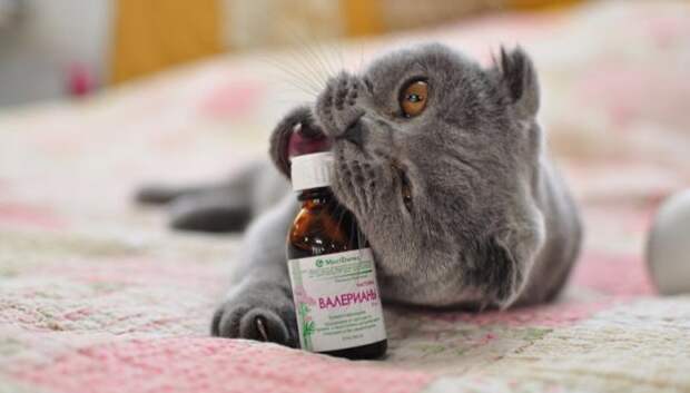 Раскрываем тайну: почему коты так обожают валерьяну (Фото)