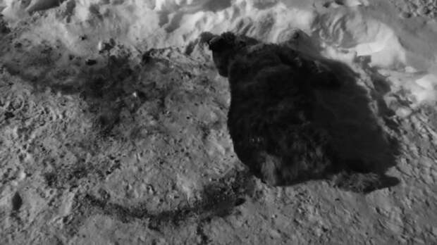 Жители Горно-Алтайска сообщают о нападении стаи бродячих собак в микрорайоне Заимка