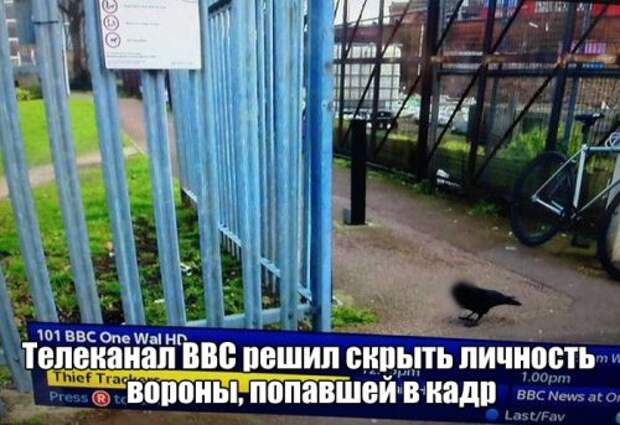 Свежие прикольные картинки (48 шт)