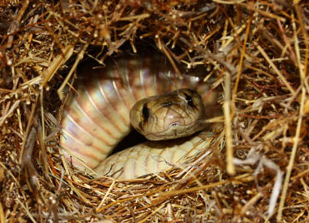 cobra in a weaver's nest