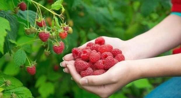 Как и чем удобрить малину, чтобы урожая стало в 2 раза больше