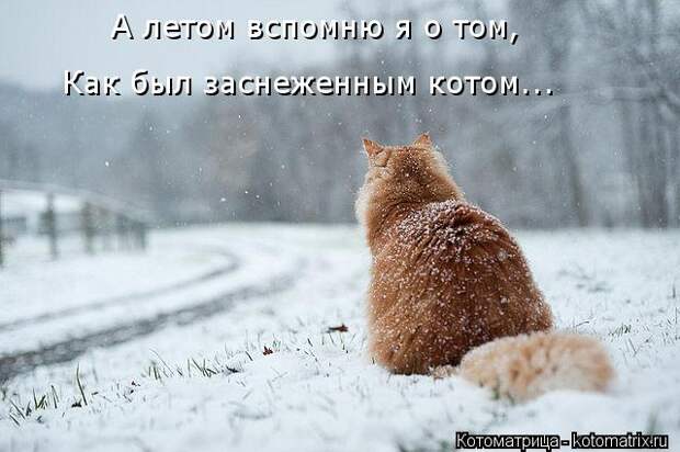 Котоматрица: А летом вспомню я о том, Как был заснеженным котом...