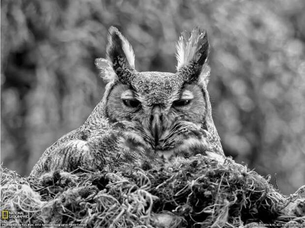 Коллекция лучших фотографий от National Geographic (ноябрь 2012)