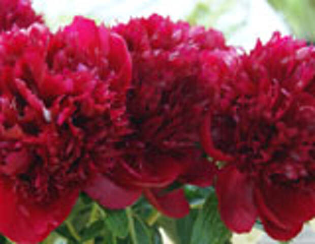 Red Charm