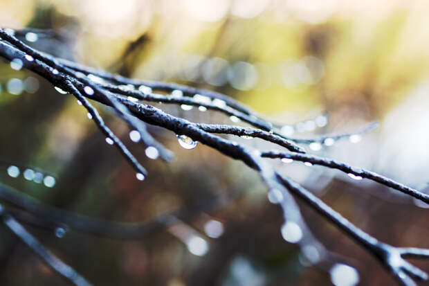 Rainy Branches by Catherine Dotson on 500px.com