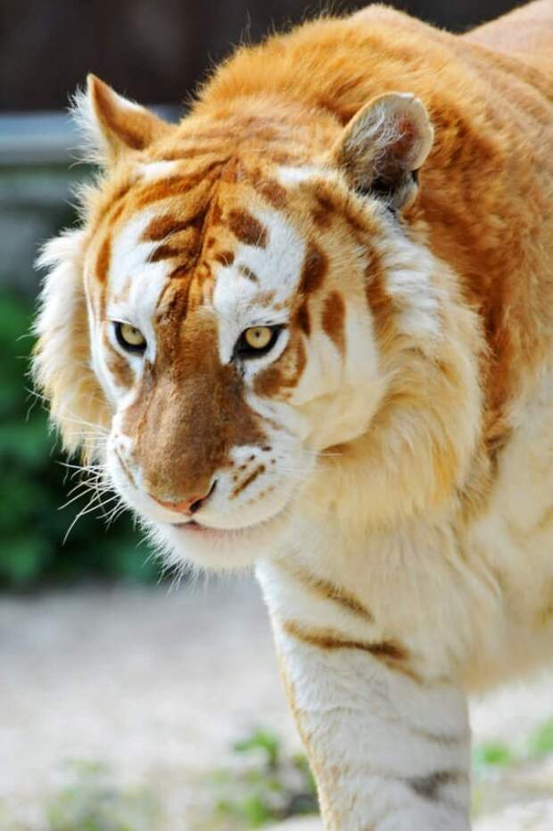 На нашей планете живет огромное количество удивительных животных, и золотой тигр – одно из них. Говорят, этот вид даже более редкий, чем уникальные белые тигры. интересное, интересные снимки, снимки