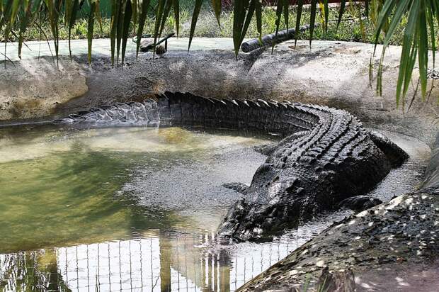 Bigpicture ru 14 lolong the worlds largest crocodile