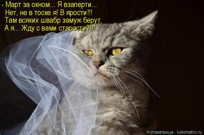 Лучшие котоматрицы недели (50 фото)