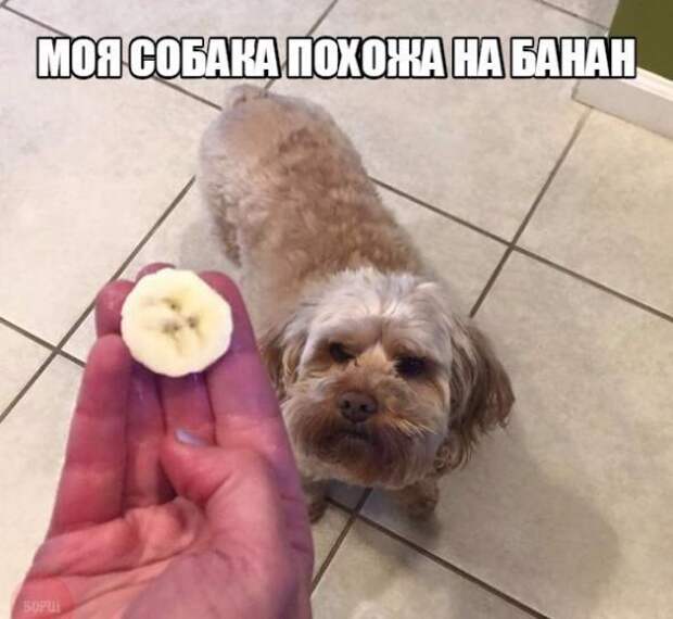 Картинки, юмор, приколы