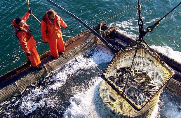 В России зафиксировали рекордный объем вылова рыбы