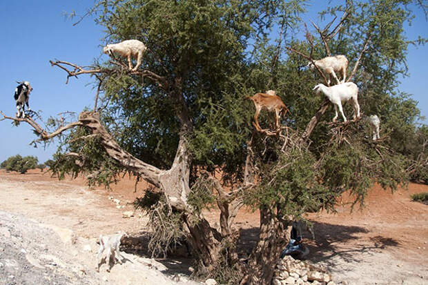 козы на аргании