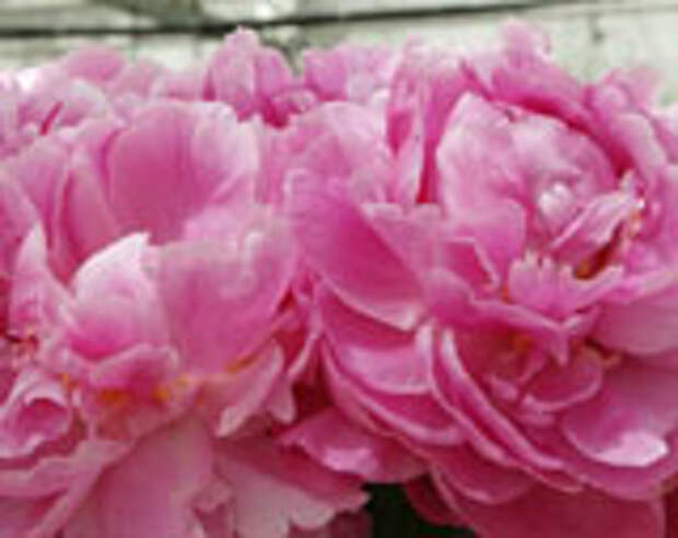 Think Pink