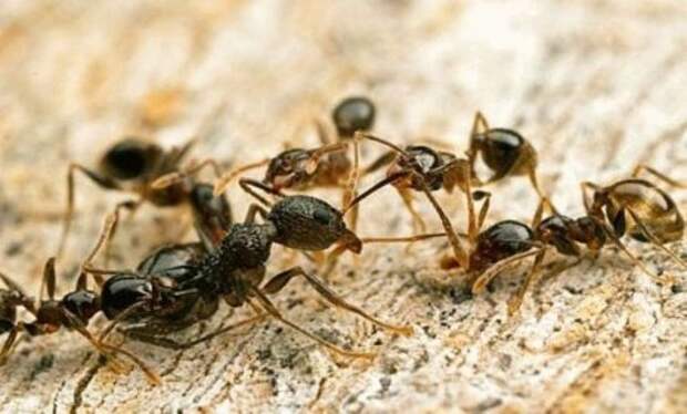 Хуже всего, если муравьи обосновались не только на участке, но и внутри бревен дома, так они могут превратить постройку в труху