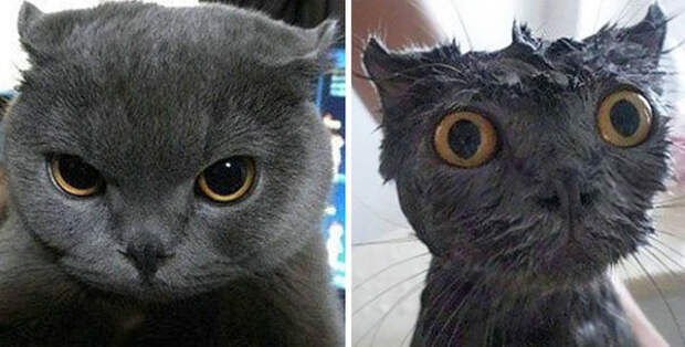 7 угарных фото мокрых котов, которые хотят убивать