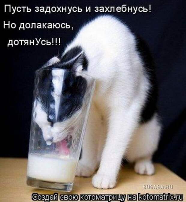 Главная котоматрица свежак