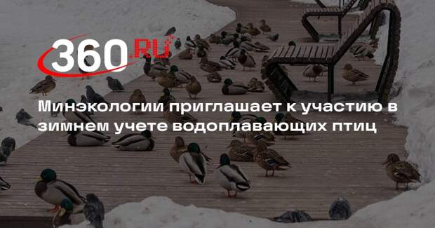 В России пройдет зимний учет водоплавающих птиц «Серая шейка-2026