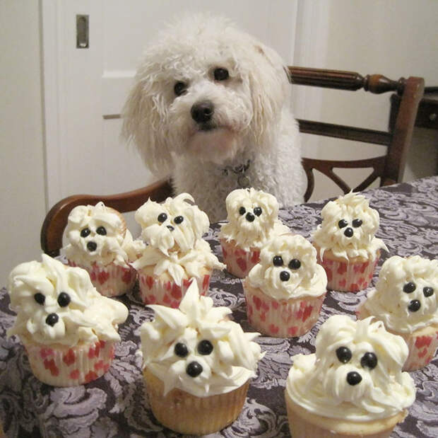 Pets-That-Have-Better-Birthday-Parties-Than-You-5706bda45de6e__700