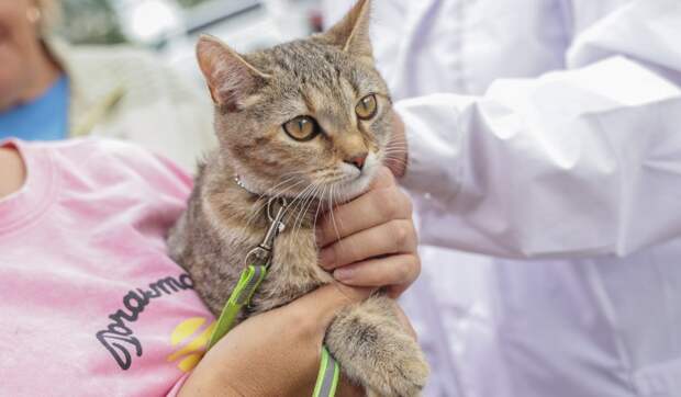 Более 9 тыс. обращений принял контакт-центр по вопросам ветеринарии в Подмосковье